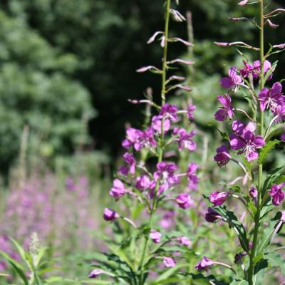 Autour du Corbier - 1 - Fleurs