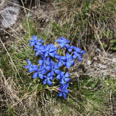 Autour du Corbier - 8 - Petites Fleurs bleues