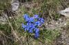 Autour du Corbier - 8 - Petites Fleurs bleues