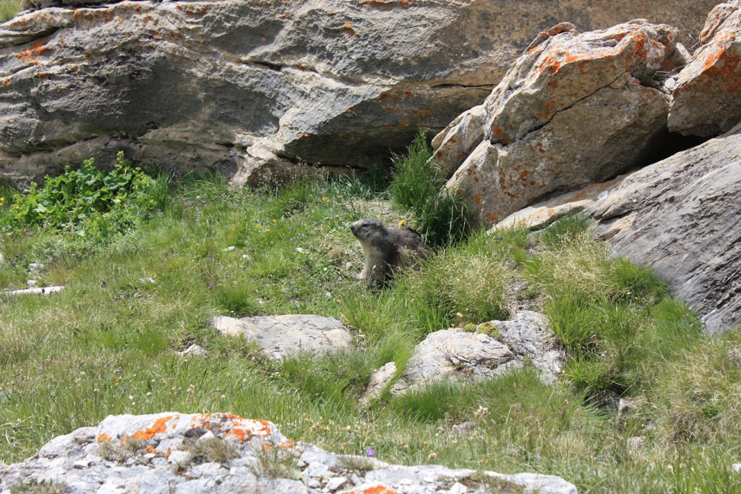 Col de la Vanoise - 2 - Marmotte