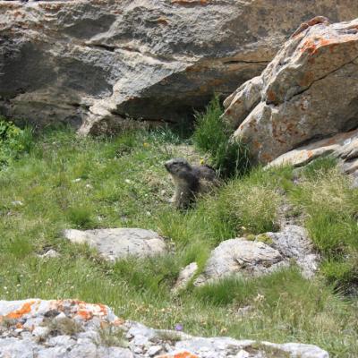 Col de la Vanoise - 2 - Marmotte