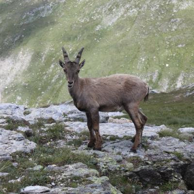 Col de la Vanoise - 4 - Des bouquetins