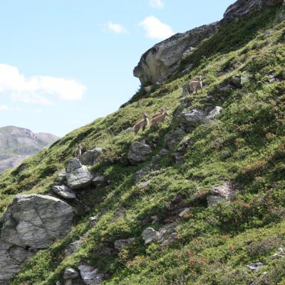 Col de la Vanoise - 5 - Des bouquetins