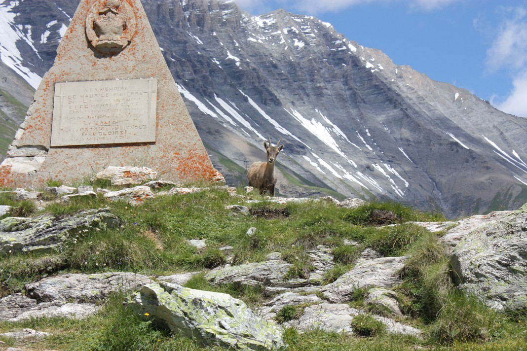 Parc de la Vanoise - 3 - Bouquetin