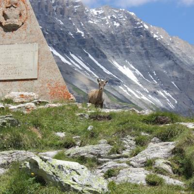 Parc de la Vanoise - 3 - Bouquetin